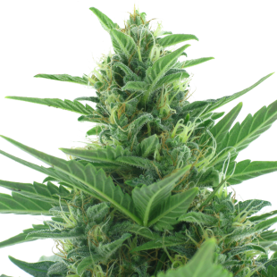 Quick Bud