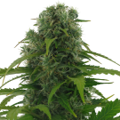 Rapid Afghan (Autofloraison) > AC Genetics