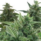 Paquete Mix #1 (Autofloreciente) > AC Genetics