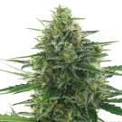 White Express (Autofloreciente) > AC Genetics