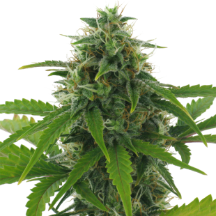 Fast Haze