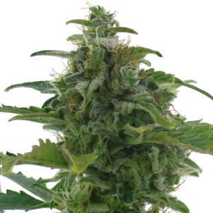 Low Diesel
