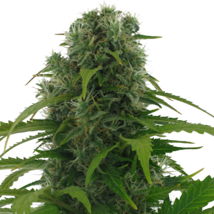 Rapid Afghan