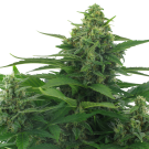 Flying Skunk (autoflowering) > AC Genetics