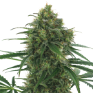 Quick Fruit (autoflowering) > AC Genetics