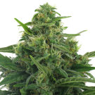 Speed Ryder #2 (autoflowering) > AC Genetics