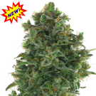 Turbo Jack (autoflowering) > AC Genetics