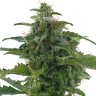 Low Diesel (autoflowering) > AC Genetics
