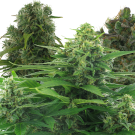 Mix Pack #2 (autoflowering) > AC Genetics