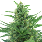 Quick Bud (autoflowering) > AC Genetics