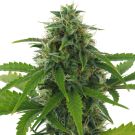 Fast Haze (autoflowering) > AC Genetics