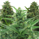 Mix Pack #3 (autoflowering) > AC Genetics